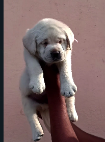 Purchase KCI Registered Labrador Retriever Puppy from Goa